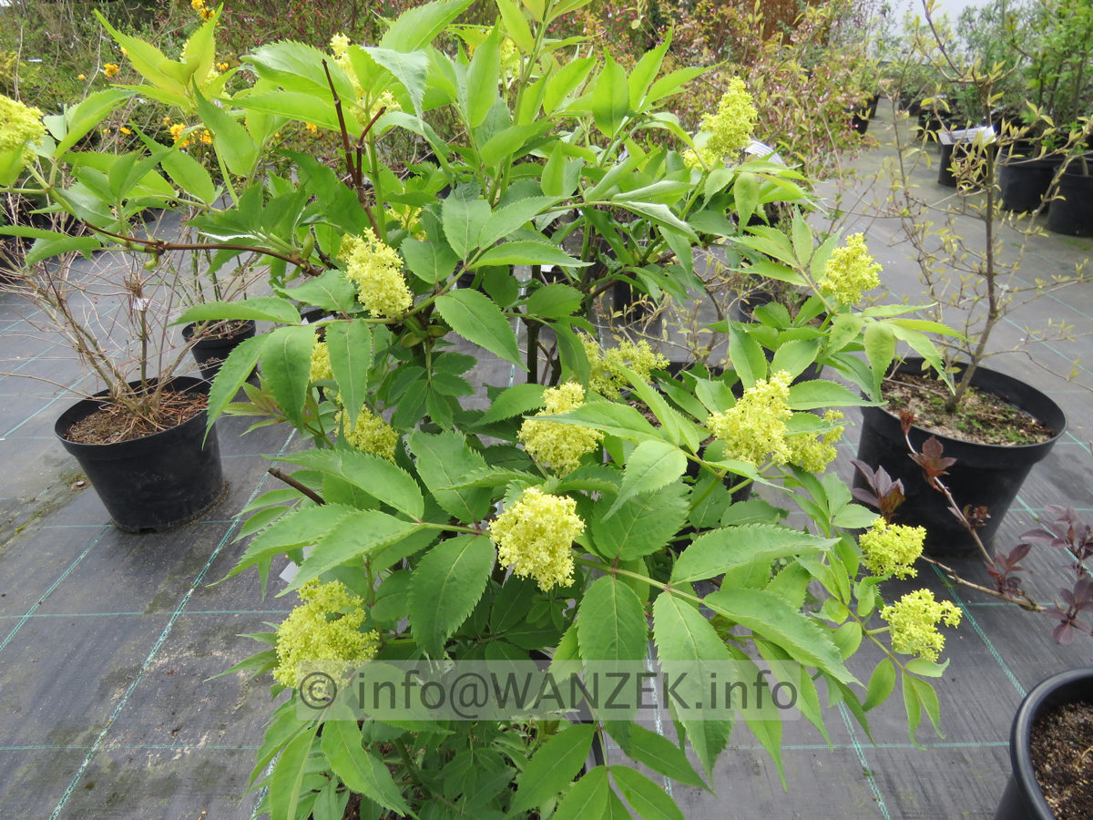 Sambucus racemosa - Austrieb und Bluete.JPG